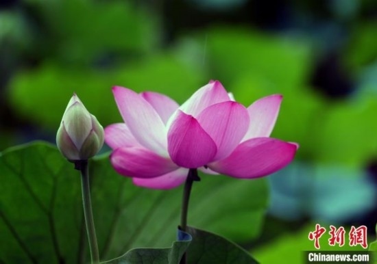 6月19日，時(shí)值一年畢業(yè)季，四川大學(xué)望江校區(qū)荷花池里的荷花盛開(kāi)，成為了畢業(yè)生們的打卡圣地，吸引了眾多畢業(yè)生拍照留念。圖為盛開(kāi)的荷花。中新社記者 安源 攝