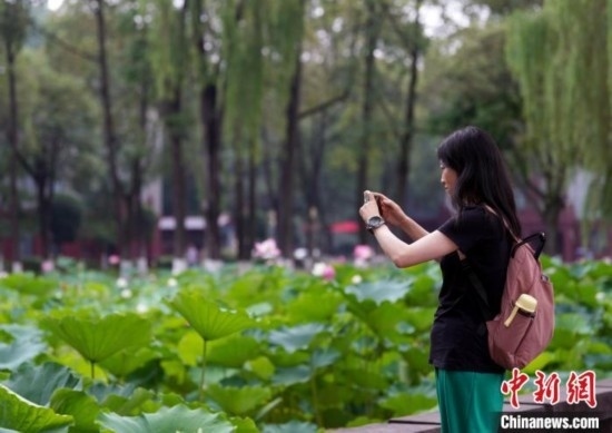 6月19日，時(shí)值一年畢業(yè)季，四川大學(xué)望江校區(qū)荷花池里的荷花盛開(kāi)，成為了畢業(yè)生們的打卡圣地，吸引了眾多畢業(yè)生拍照留念。圖為畢業(yè)生在荷花池邊拍照留念。中新社記者 安源 攝