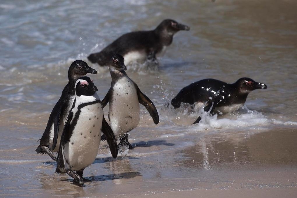 這是2021年9月29日在南非西蒙斯敦的博爾德斯海灘拍攝的捕食歸來的非洲企鵝。新華社記者 陳誠 攝