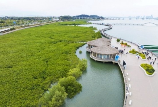 2024年1月23日拍攝的廈門市翔安區(qū)下潭尾紅樹林公園（無人機照片）。新華社記者 林善傳 攝