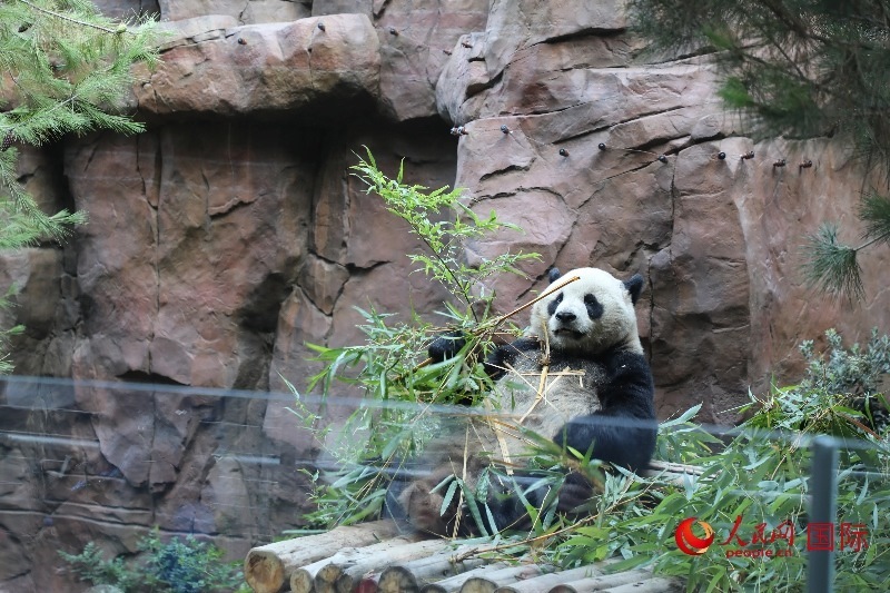 2、“云川”和“鑫寶”落戶圣迭戈動物園，開啟了新一輪中美大熊貓保護(hù)合作。 人民網(wǎng)記者 李志偉攝 (1)