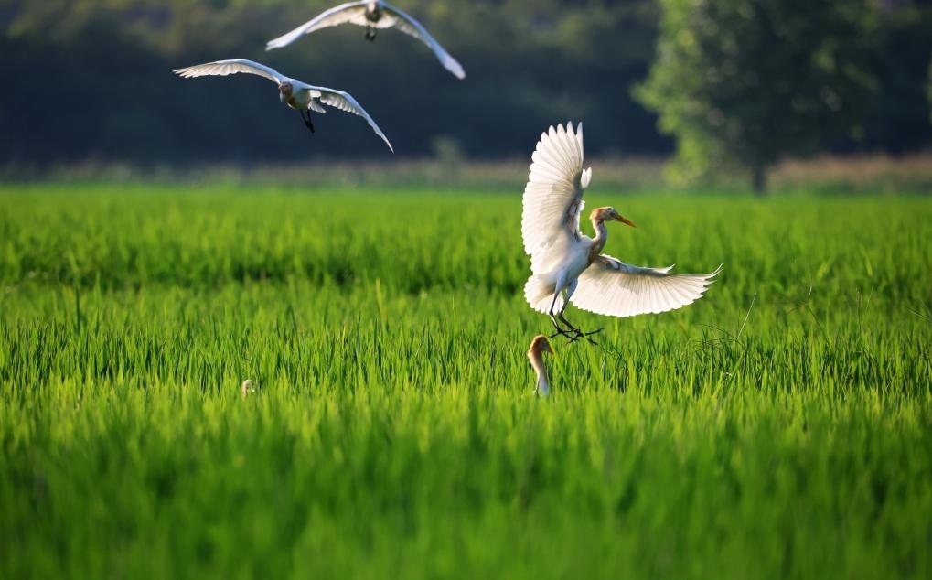 2023年8月7日，鷺鳥在山東省臨沂市郯城縣郯城街道水稻田間飛舞。新華社發(fā)（張春雷 攝）
