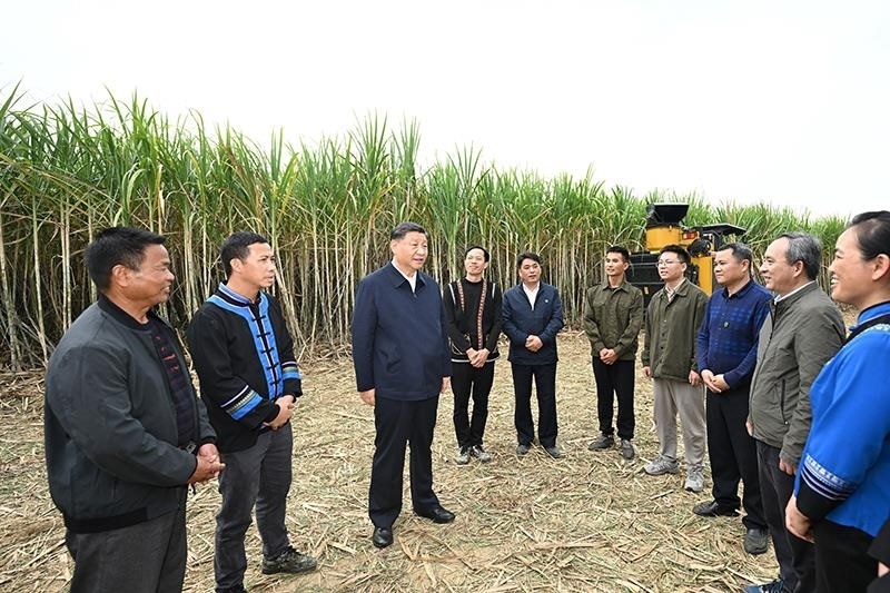 2023年12月14日，習(xí)近平總書(shū)記在廣西來(lái)賓市國(guó)家現(xiàn)代農(nóng)業(yè)產(chǎn)業(yè)園黃安優(yōu)質(zhì)“雙高”糖料蔗基地考察時(shí)，同蔗農(nóng)、農(nóng)機(jī)手和農(nóng)技人員親切交流。