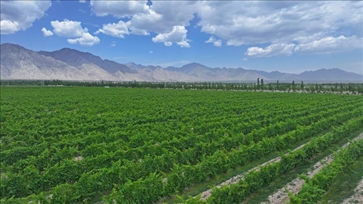 閩寧從荒蕪貧瘠的荒灘戈壁變成了如今的片片綠洲。