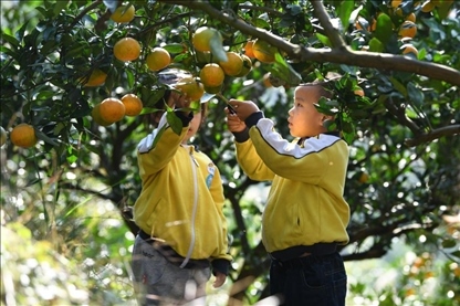 貴州黃平縣小朋友在校外勞動(dòng)實(shí)踐基地采摘柑橘。