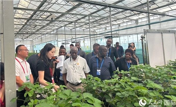 研討班成員在大棚中了解植物種植技術(shù)。人民網(wǎng) 曹欣悅攝