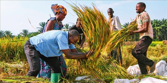 2018 年，中國(guó)農(nóng)業(yè)專家組在布隆迪布班扎省吉漢加縣設(shè)立首個(gè)水稻減貧示范村。圖為當(dāng)?shù)剞r(nóng)戶在稻田里給雜交水稻脫粒（2023 年 6 月 20 日攝） 韓旭攝 / 本刊