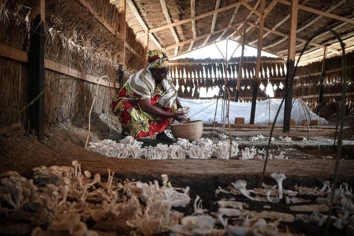 2024年2月6日，在中非共和國(guó)達(dá)馬拉，法蒂瑪在菇棚內(nèi)收獲菌草菇。2022年，法蒂瑪在聽說中國(guó)菌草專家在班吉傳授技術(shù)后主動(dòng)前往學(xué)習(xí)，從一間小菌棚起步，逐漸擴(kuò)大為如今小有名氣的合作社。新華社記者 韓旭 攝