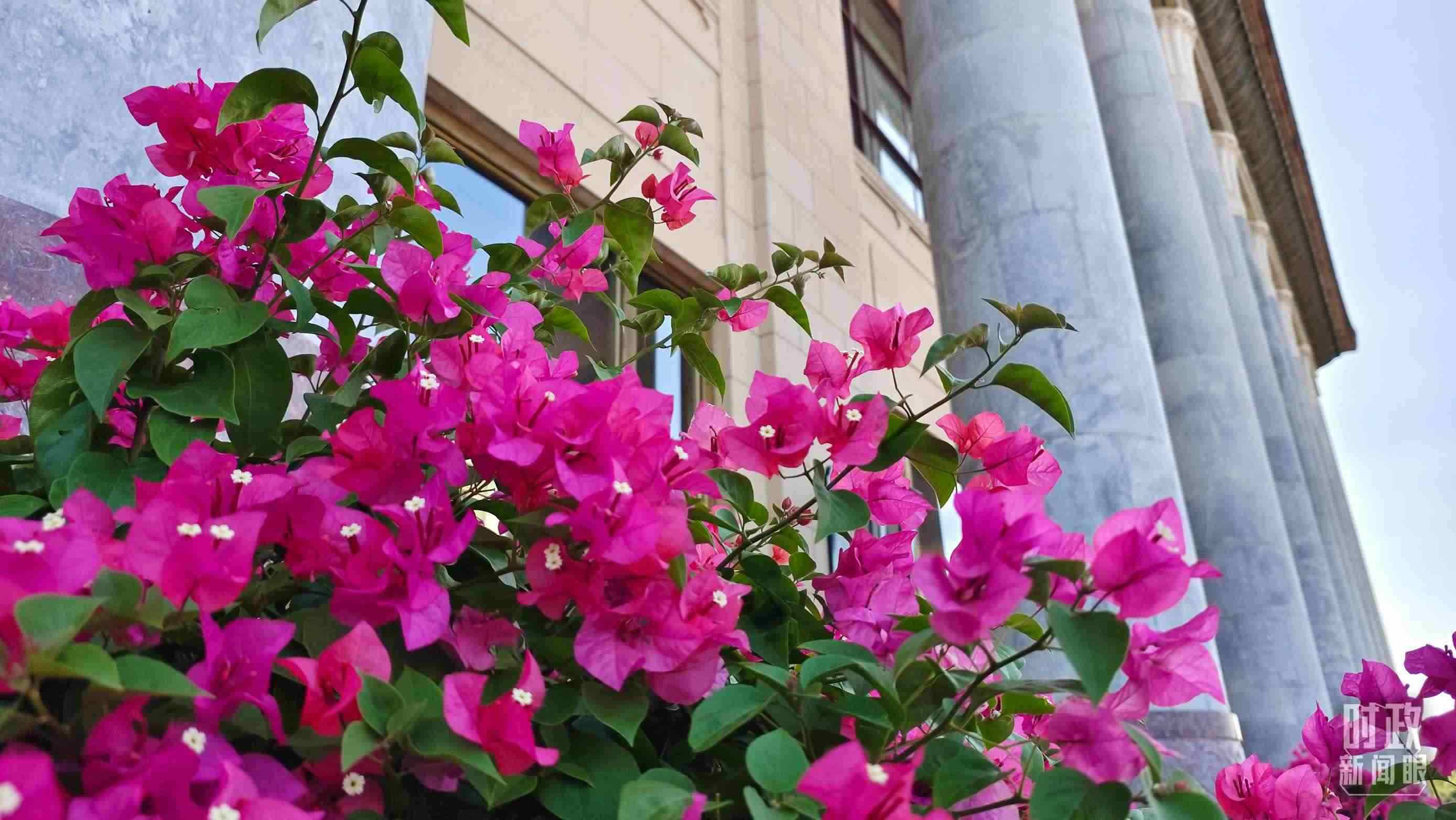 △人民大會堂外花團錦簇。（總臺央視記者韓銳拍攝）