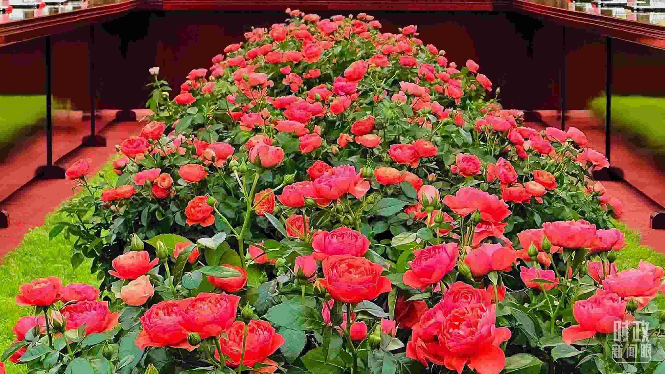 東大廳會談桌中間擺放的紅果汁月季，象征著蓬勃與堅韌。（總臺央視記者范一鳴拍攝）