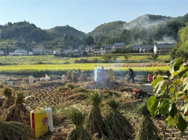 “豐收”是秋天的關(guān)鍵詞，田間煙火氣，最撫凡人心。打谷機、蛇皮袋、抱稻禾、捆秸稈……這是鄉(xiāng)土中國廣大農(nóng)村收割稻谷的經(jīng)典場景，也是不少干過農(nóng)活的人的獨家記憶。告別了打谷機，擁抱機械化，改變的是生產(chǎn)工具，不變的是三農(nóng)情懷。農(nóng)為邦本，本固邦寧，每一個親吻土地、珍惜糧食的日子都值得被尊敬，被緬懷，被憧憬?？疾靾F中的謝里克·科爾茹姆巴耶夫是《哈薩克斯坦實業(yè)報》的總編輯，也是一位“生活觀察家”，田間里揮汗收割的村民引起了他的興趣，他感嘆道：人們勞作的過程總是令人賞心悅目。這就是中外共鳴的“鄉(xiāng)愁”吧。 （烏茲別克斯坦《人民言論報》副總編輯魯斯蘭·肯扎耶夫攝）