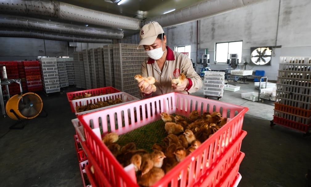 在文昌市的海南（潭牛）文昌雞股份有限公司孵化廠，工人在挑選文昌雞苗。新華社記者楊冠宇 攝