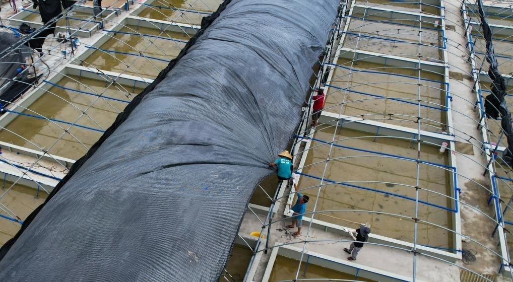 在文昌市翁田鎮(zhèn)的海興農(nóng)翁田蝦苗場(chǎng)，工人重新鋪設(shè)頂棚。無(wú)人機(jī)照片，新華社記者楊冠宇 攝