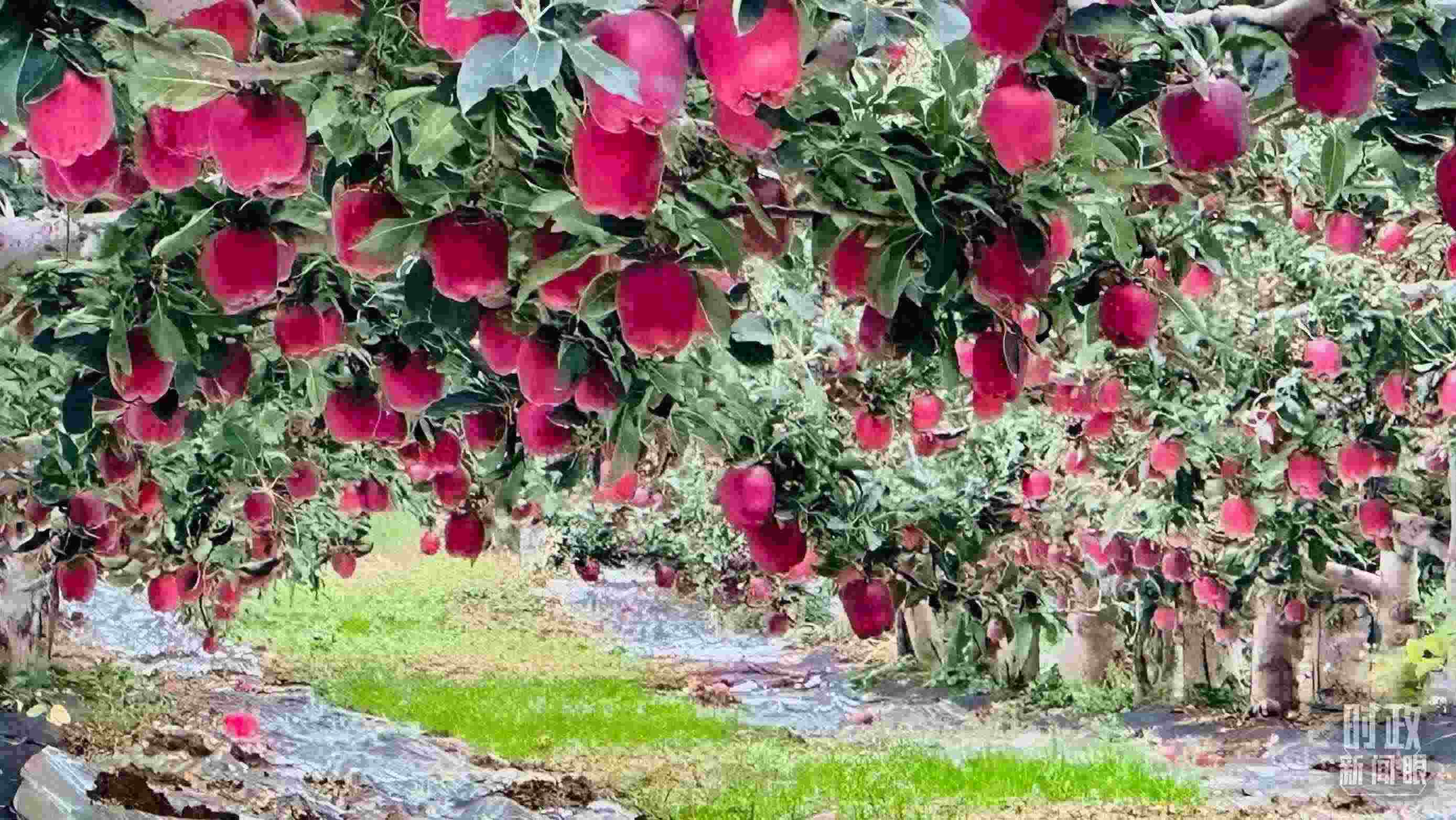 △ 麥積區(qū)南山花牛蘋果基地。（總臺央視記者范一鳴拍攝）