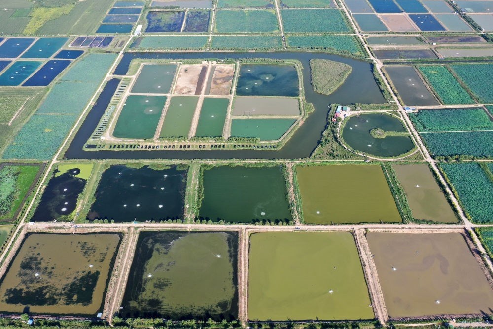 2024年8月13日在山西省臨猗縣薛公村拍攝的蟹塘（無人機照片）。薛公村位于黃河岸邊，有5000多畝黃河灘涂和近5000畝荒溝。當?shù)赝ㄟ^將荒溝和灘涂進行整合，發(fā)展特色水產(chǎn)養(yǎng)殖，讓守著黃河水、住在黃河灘的薛公村村民有了新的致富路。
