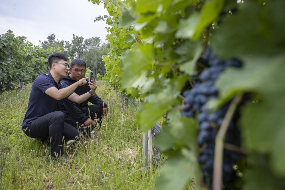 2024年8月15日，技術(shù)人員（左）和工作人員在寧夏銀川市西夏區(qū)的一個葡萄園工作。為推動黃河流域生態(tài)保護和高質(zhì)量發(fā)展先行區(qū)建設(shè)，銀川市積極打造高標準葡萄園，借助各種傳感器監(jiān)測釀酒葡萄的生長狀態(tài)，實現(xiàn)精準灌溉，從而高效節(jié)約黃河水。