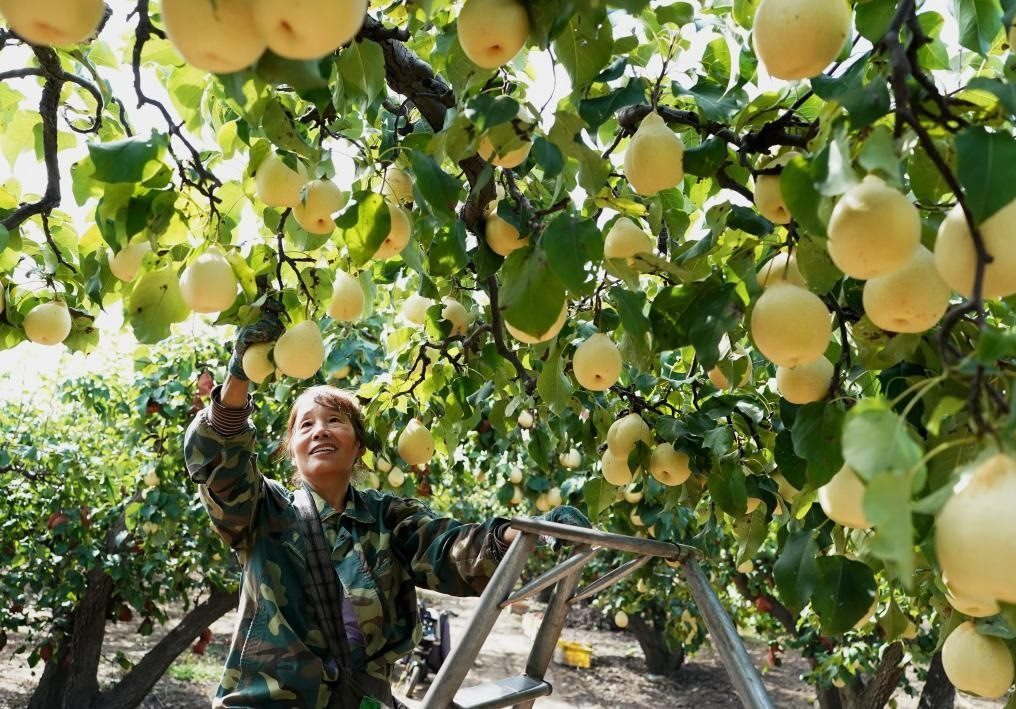 9月13日，河北省晉州市的農民在果園采摘鴨梨。新華社記者楊世堯 攝