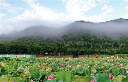余村荷花池景色秀美。