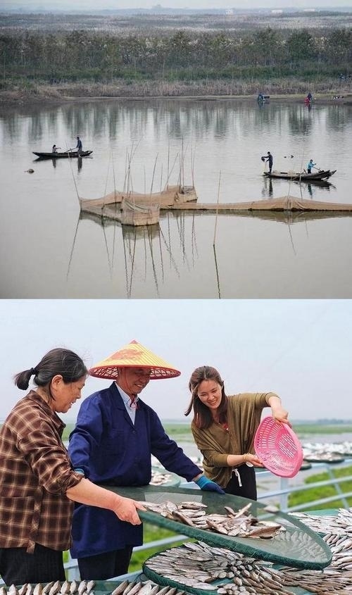拼版圖片：圖為2017年和2024年洞庭湖區(qū)百姓生活之變。2017年洞庭湖漁民湖上捕魚，2024年，轉(zhuǎn)產(chǎn)上岸后的熊玉蘭一家在晾曬風(fēng)干魚。攝影：嚴(yán)春芳 張峰庭 制作：賈稀荃