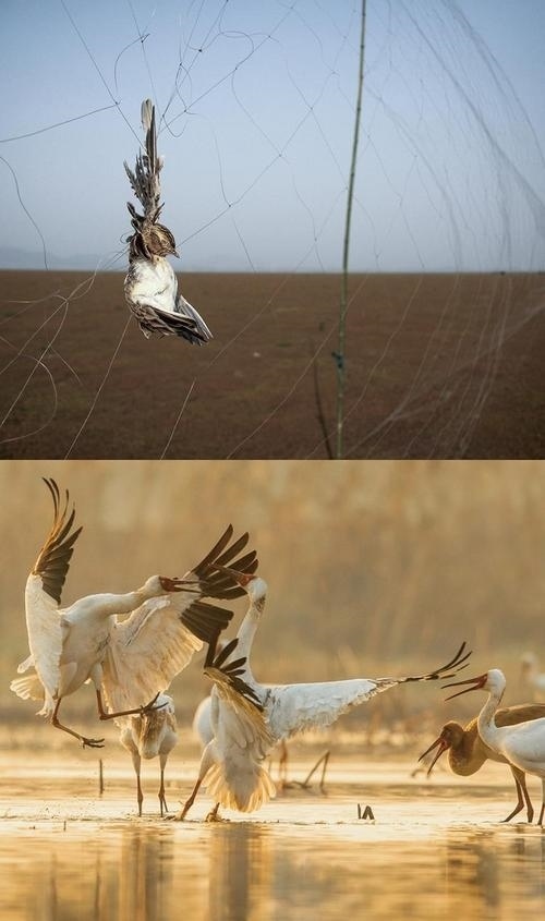 拼版圖片：圖為2011年和2023年鄱陽(yáng)湖區(qū)的變化，曾經(jīng)湖區(qū)內(nèi)分布有捕鳥網(wǎng)，如今人與自然和諧共生的理念深入人心。攝影：傅建斌 周海燕 制作：賈稀荃
