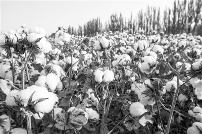 圖為新疆阿克蘇棉田。新研究揭示了GhEXL3基因調控棉纖維伸長的分子機制，為棉纖維品質遺傳改良提供了重要理論依據(jù)。視覺中國供圖