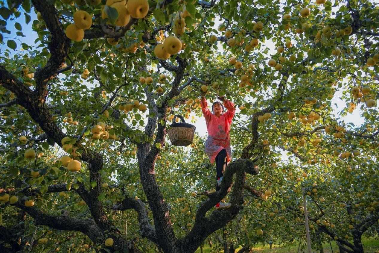 2024年10月4日，安徽省宿州市碭山縣程莊鎮(zhèn)衡樓村百年老梨園里，梨農(nóng)在忙著采摘酥梨。來源:人民圖片