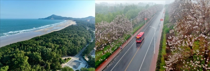 拼版照片：左圖為位于東山縣金鑾灣沿岸的木麻黃防護林帶（無人機照片，新華社記者 姜克紅 攝）；右圖為2021年4月20日在蘭考縣焦裕祿干部學(xué)院附近拍攝的泡桐花（無人機照片，新華社記者 郝源 攝）。