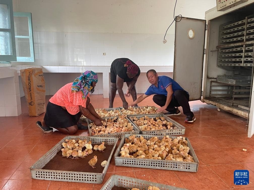 中國援圣普農牧業(yè)技術項目組專家在圣多美和普林西比家禽繁育中心指導雛雞人工孵化技術（2024年10月8日攝）。新華社發(fā)（中國援圣普農技組供圖）