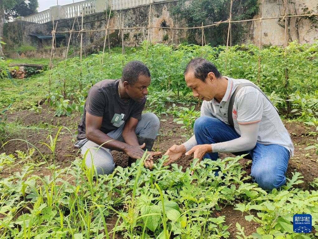 中國援圣普農牧業(yè)技術項目組專家彭杰（右）在圣多美和普林西比的梅佐希大區(qū)指導蔬菜種植戶改善田間管理技術（2024年1月25日攝）。新華社發(fā)（中國援圣普農技組供圖）