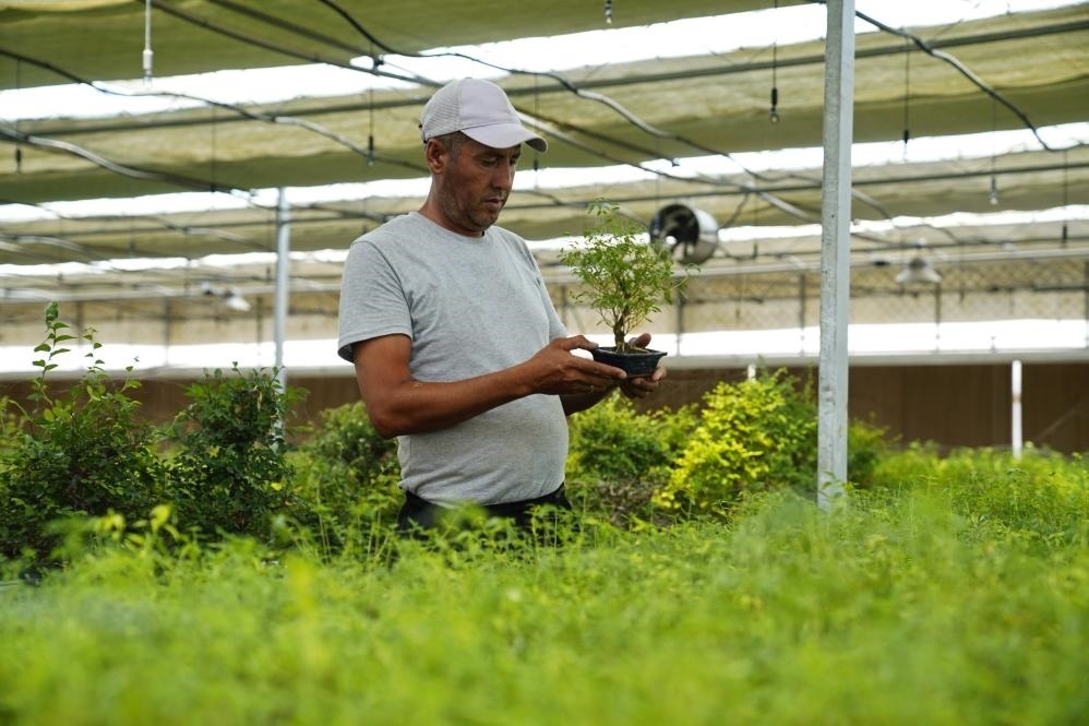 7月28日，在烏茲別克斯坦錫爾河州的上合組織農(nóng)業(yè)基地中烏現(xiàn)代農(nóng)業(yè)科技示范園，工作人員檢查盆栽植物。新華社發(fā)（扎法爾攝）