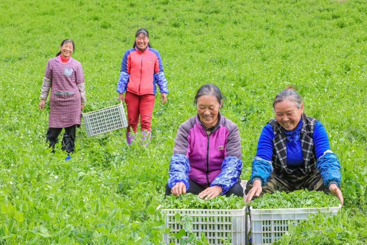 在四川省阿壩藏族羌族自治州馬爾康市馬爾康鎮(zhèn)納足村，當(dāng)季蔬菜喜獲豐收，群眾正在忙著采收、裝箱供應(yīng)市場(chǎng)。來(lái)源：人民圖片