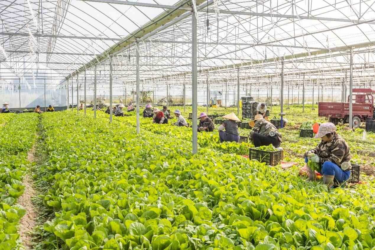 2024年10月8日，在廣西梧州市蒙山縣文圩鎮(zhèn)大明村一個(gè)大棚蔬菜基地內(nèi)，民工在采摘、包裝包心菜，準(zhǔn)備運(yùn)銷外地。來(lái)源：人民圖片