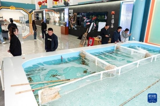 9月20日，游客在吉林省琿春市的帝王蟹保稅店內(nèi)選購帝王蟹。新華社記者 許暢 攝