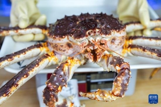 這是9月20日在吉林省琿春市的東北亞跨境電商產(chǎn)業(yè)園內(nèi)的帝王蟹保稅店拍攝的帝王蟹。新華社記者 許暢 攝