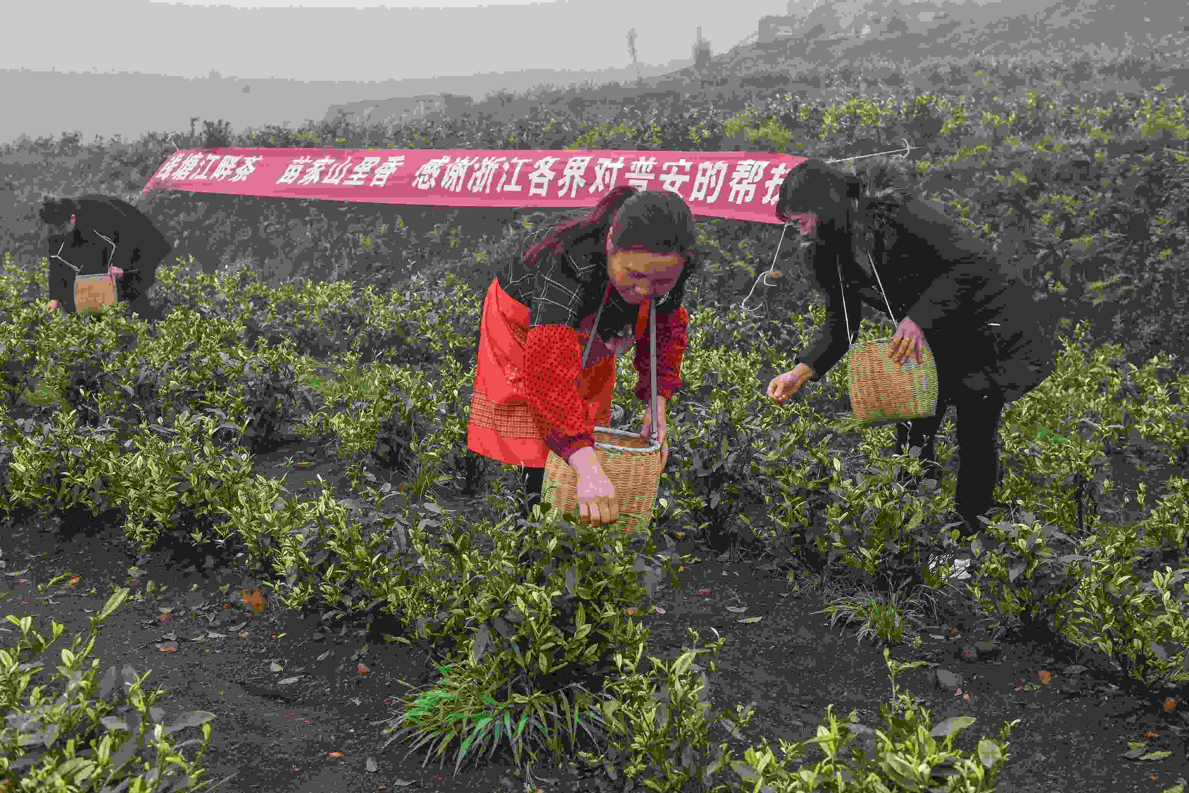 2021年4月14日，工人在貴州省黔西南州普安縣地瓜鎮(zhèn)屯上村“白葉一號”感恩茶園采茶。這片茶園由浙江省安吉縣捐贈。