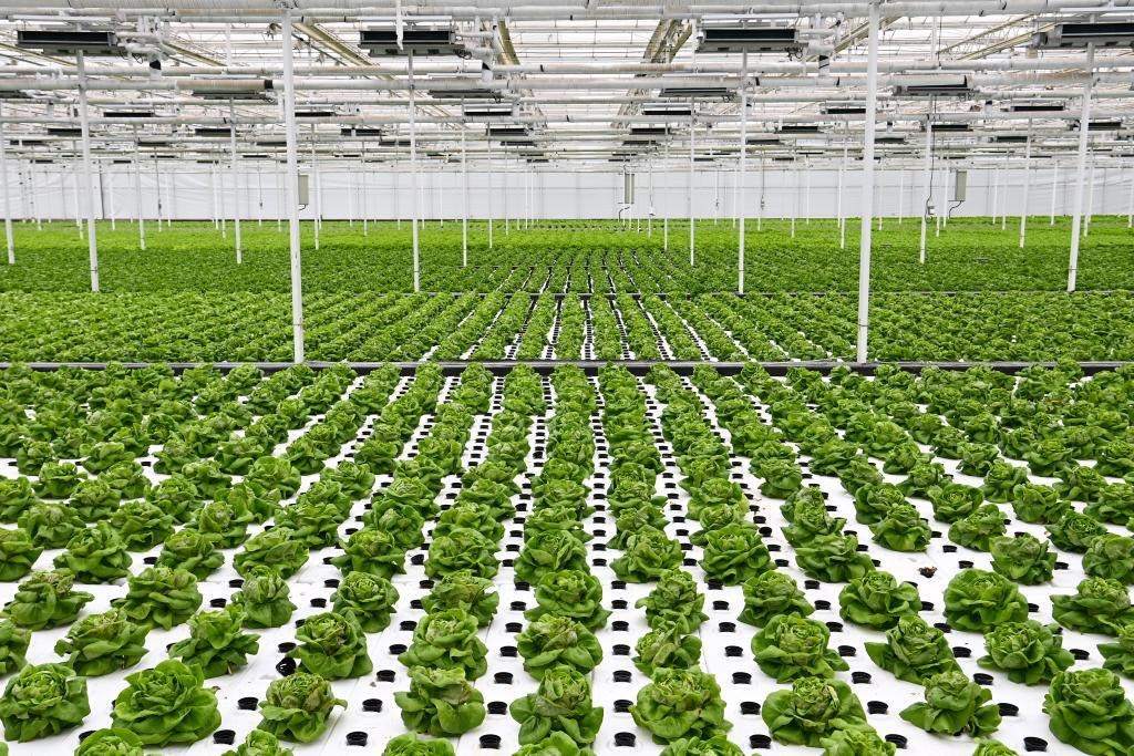 10月26日，楊凌智慧農(nóng)業(yè)示范園智慧溫室內(nèi)通過(guò)無(wú)土栽培技術(shù)種植的蔬菜。新華社記者 鄒競(jìng)一 攝