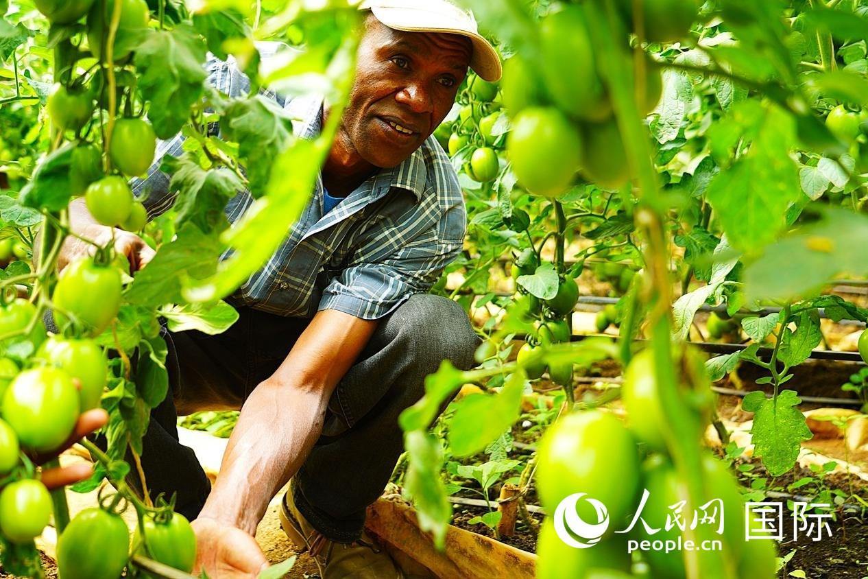 肯尼亞納庫魯郡，當(dāng)?shù)剞r(nóng)民喬納·卡蘭賈家的溫室大棚里，番茄長勢喜人。人民網(wǎng)記者 黃煒鑫攝
