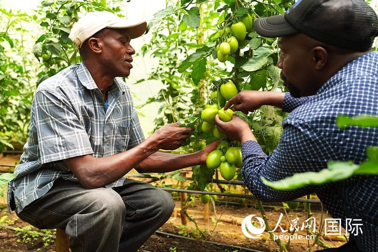 肯尼亞納庫魯郡，埃格頓大學(xué)園藝學(xué)專家史蒂芬·吉藤古在溫室大棚里指導(dǎo)當(dāng)?shù)剞r(nóng)民喬納·卡蘭賈種植番茄。人民網(wǎng)記者 黃煒鑫攝