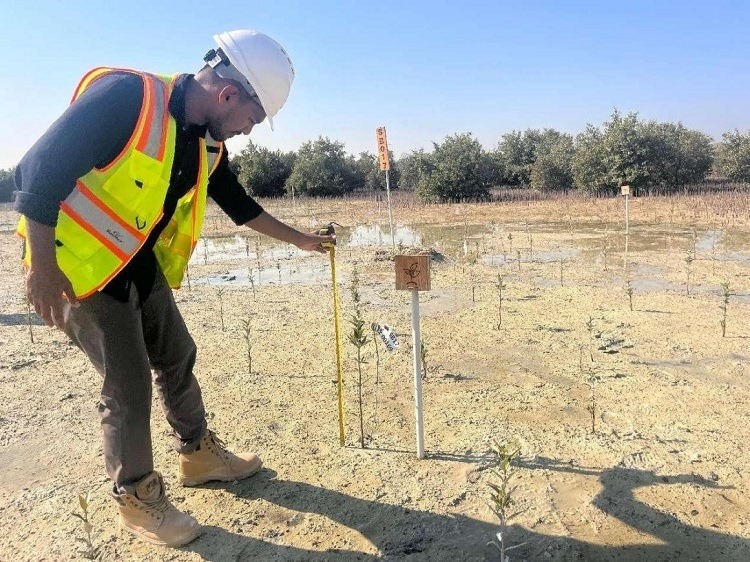 工作人員在監(jiān)測紅樹苗生長情況。中國土木供圖