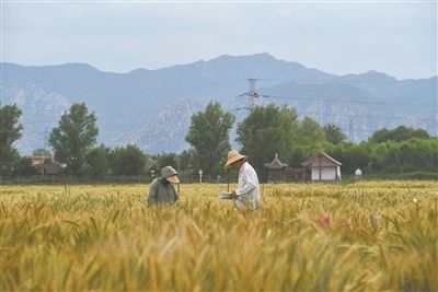 圖為中國農(nóng)業(yè)大學師生在該校上莊實驗站開展小麥育種工作。馬文哲攝