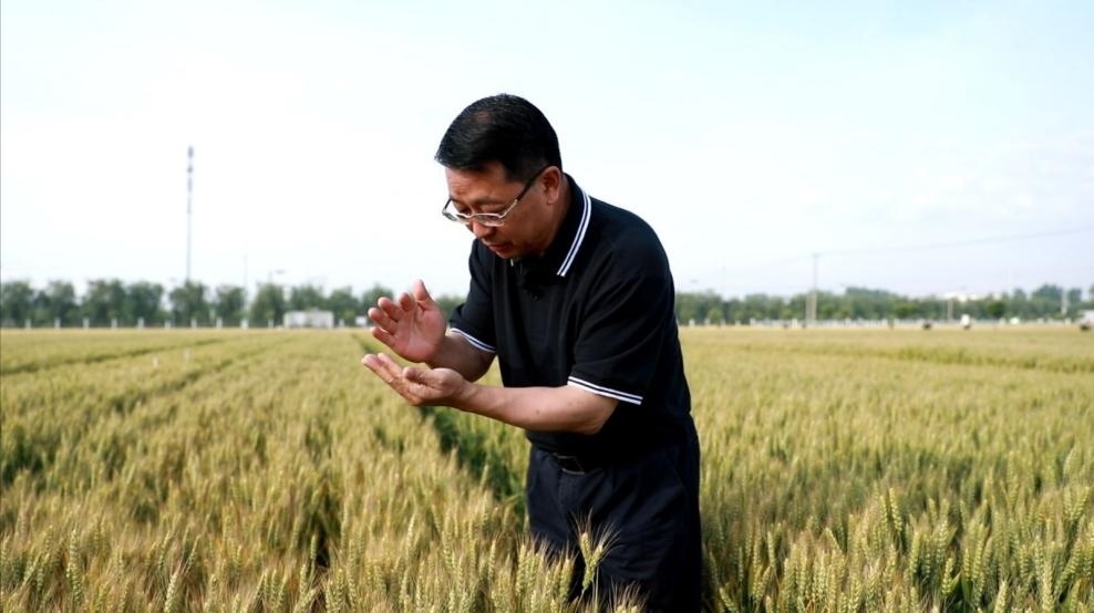 張福鎖在曲周查看小麥長勢。受訪者供圖