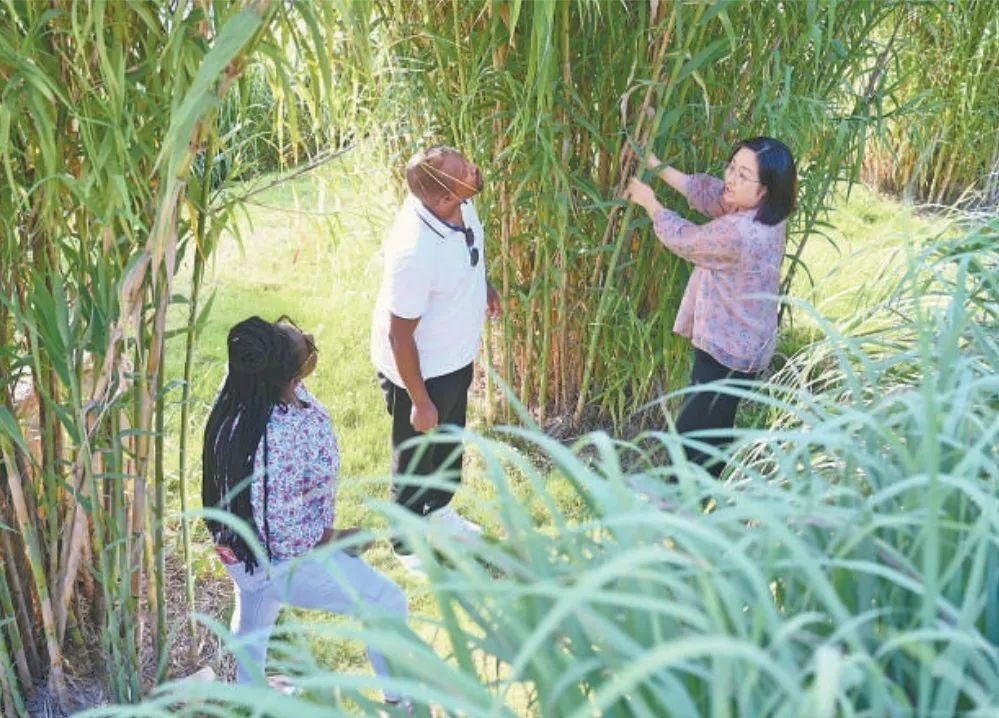 福建農(nóng)林大學(xué)國際菌草工程技術(shù)研究中心工作人員（右）在向盧旺達留學(xué)生介紹菌草品種“綠洲1號”蘆竹的生長情況。新華社記者 林善傳 攝