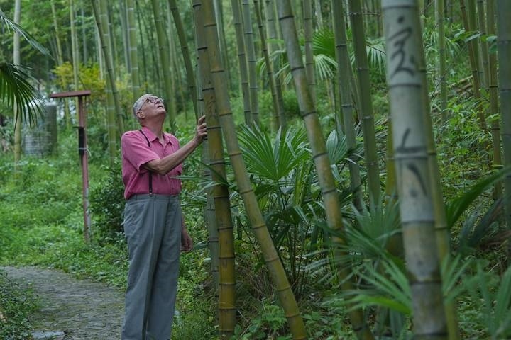 奈斯在莫干山的竹林里散步。