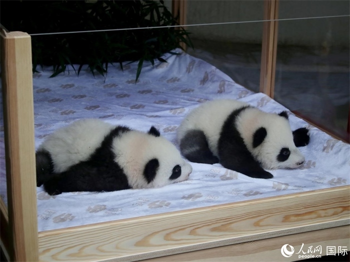 柏林動物園的明星“夢好”與“夢甜”。人民網(wǎng) 肖晶攝