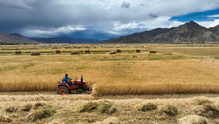 2024年9月10日在西藏日喀則市白朗縣巴扎鄉(xiāng)拍攝的秋收場景（無人機照片）。新華社記者 晉美多吉 攝