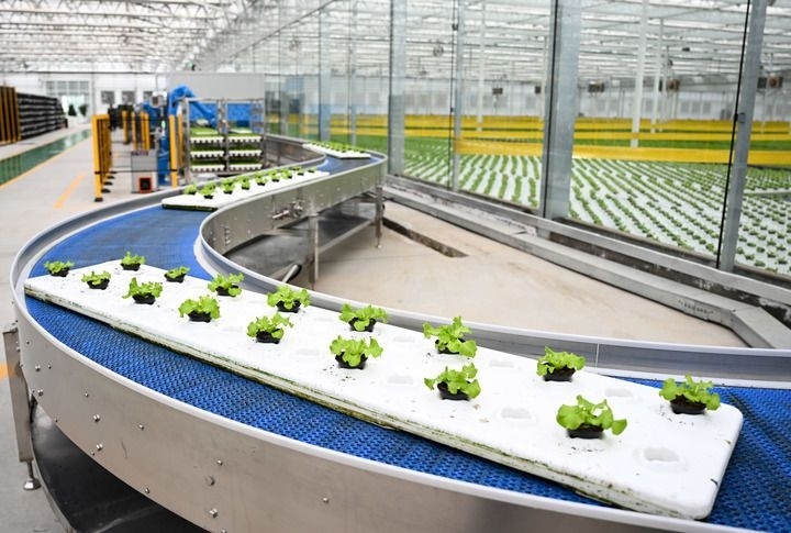 2024年12月12日在內(nèi)蒙古鄂爾多斯市達(dá)拉特旗內(nèi)蒙古現(xiàn)代數(shù)字農(nóng)業(yè)科技產(chǎn)業(yè)園拍攝的生菜苗。 新華社記者 貝赫 攝