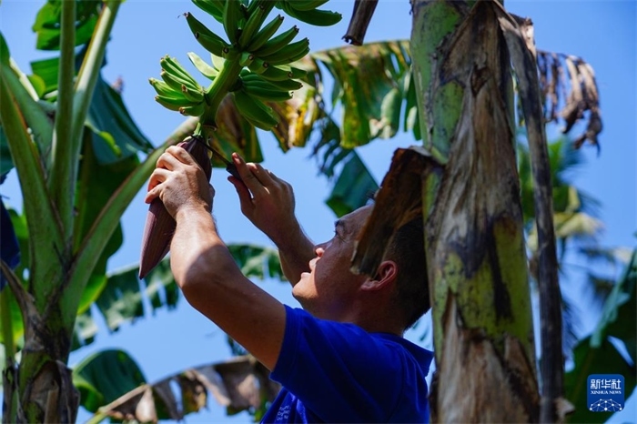 12月23日，中國熱帶農(nóng)業(yè)科學(xué)院專家趙增賢在斯里蘭卡馬坎杜拉為當(dāng)?shù)剞r(nóng)戶做技術(shù)示范。新華社記者 陳冬書 攝