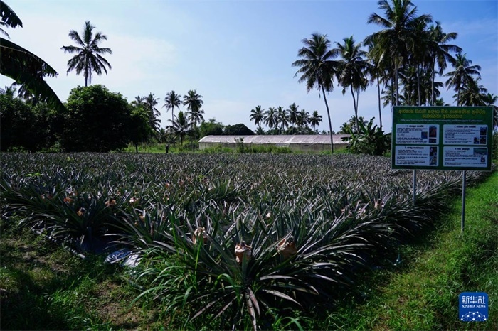 這是12月23日在斯里蘭卡馬坎杜拉拍攝的中國技術(shù)試驗(yàn)田菠蘿田。新華社記者 陳冬書 攝