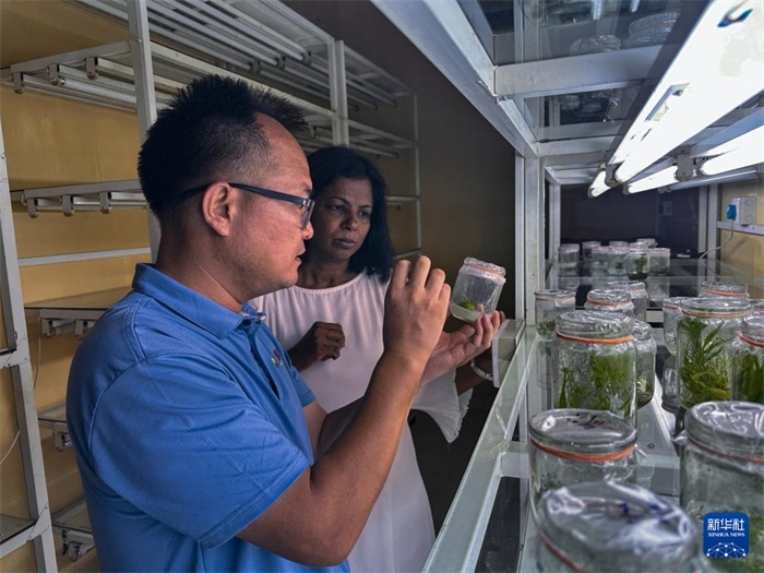 12月23日，在斯里蘭卡馬坎杜拉，中國專家與斯里蘭卡馬坎杜拉可持續(xù)農(nóng)業(yè)與發(fā)展研究中心主任達(dá)莎妮·賈亞曼納交流。新華社發(fā)（中國、聯(lián)合國糧農(nóng)組織與斯里蘭卡南南合作項(xiàng)目專家組供圖）