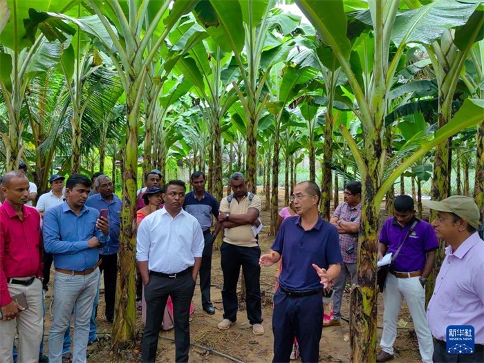 10月10日，在斯里蘭卡霍勒訥的一處香蕉示范基地，中國、聯(lián)合國糧農(nóng)組織與斯里蘭卡南南合作項(xiàng)目中國專家組組長孫德權(quán)為當(dāng)?shù)剞r(nóng)民進(jìn)行技術(shù)培訓(xùn)。新華社發(fā)（中國、聯(lián)合國糧農(nóng)組織與斯里蘭卡南南合作項(xiàng)目專家組供圖）